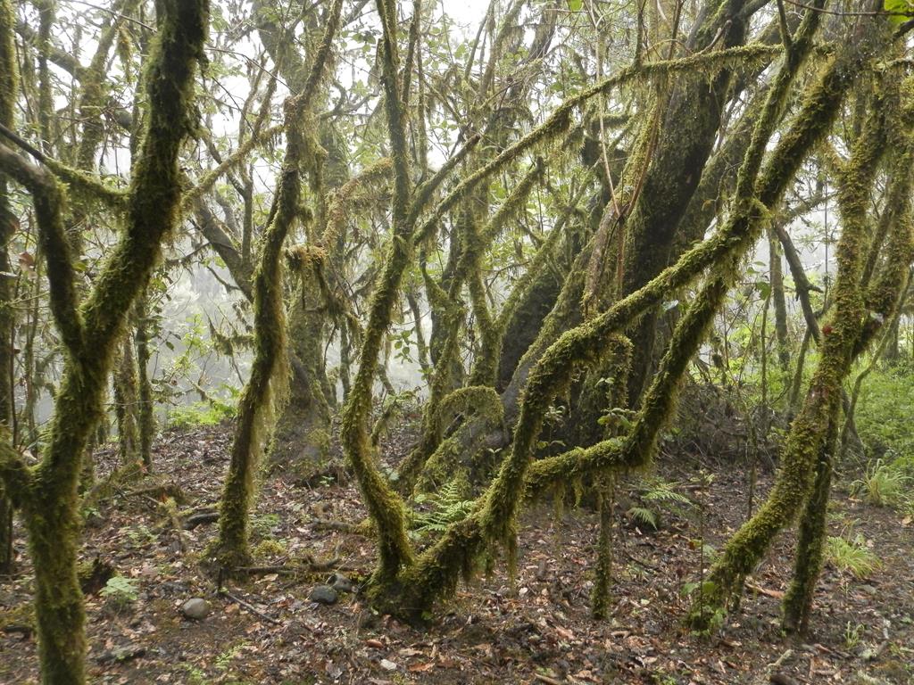 Wanderung vom Rocko de Agando, El Cercado, Hermigua