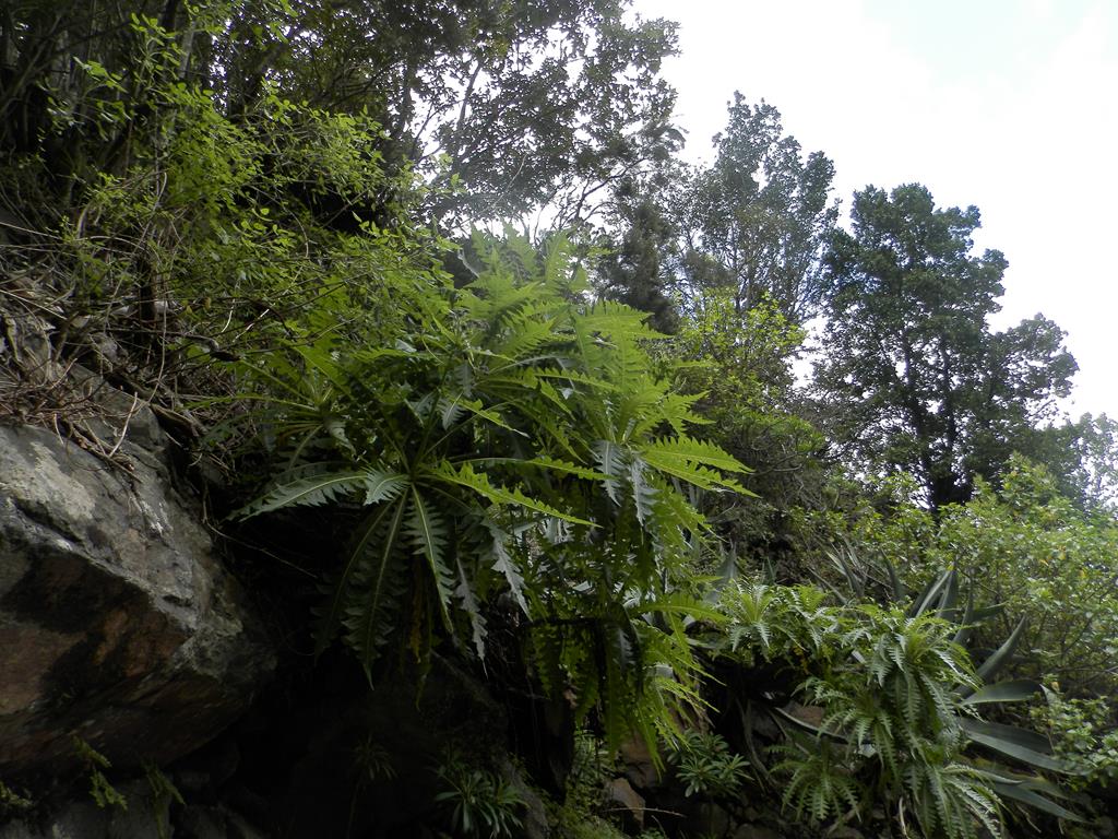 Wanderung vom Rocko de Agando, El Cercado, Hermigua