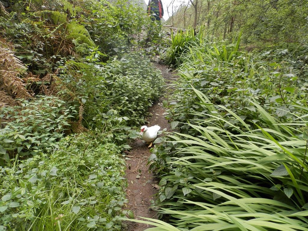 Wanderung vom Rocko de Agando, El Cercado, Hermigua