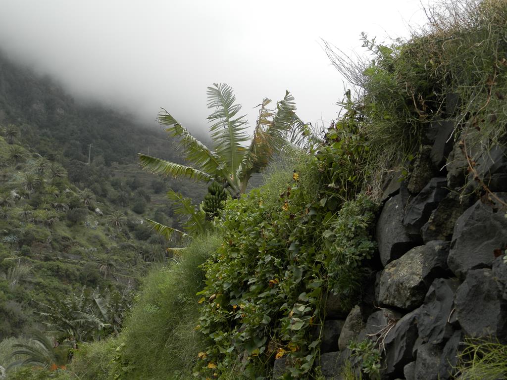 Wanderung vom Rocko de Agando, El Cercado, Hermigua