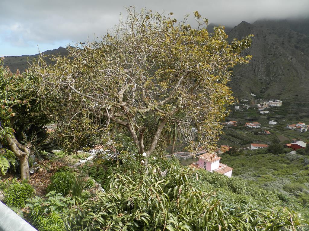 Wanderung vom Rocko de Agando, El Cercado, Hermigua